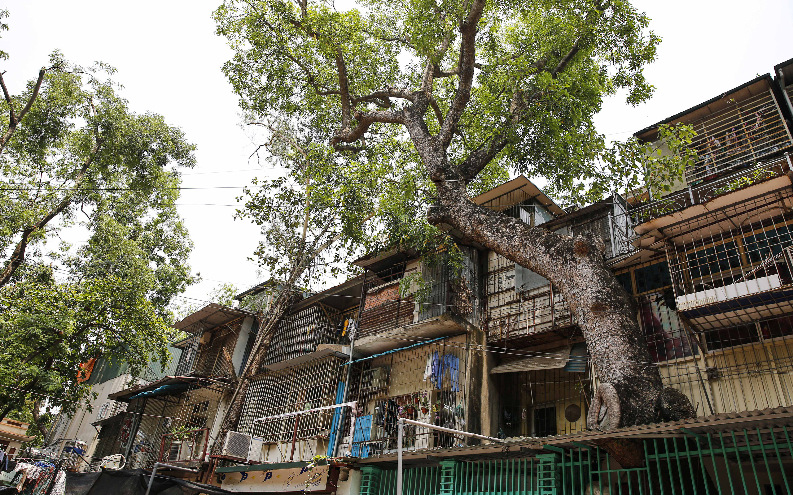 Cây cổ thụ mọc xuyên nhà trong khu tập thể lâu đời nhất Hà Nội