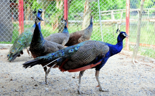 Tròn mắt ngắm hàng trăm cá thể chim quý của "vua chim" đất Hà Thành 