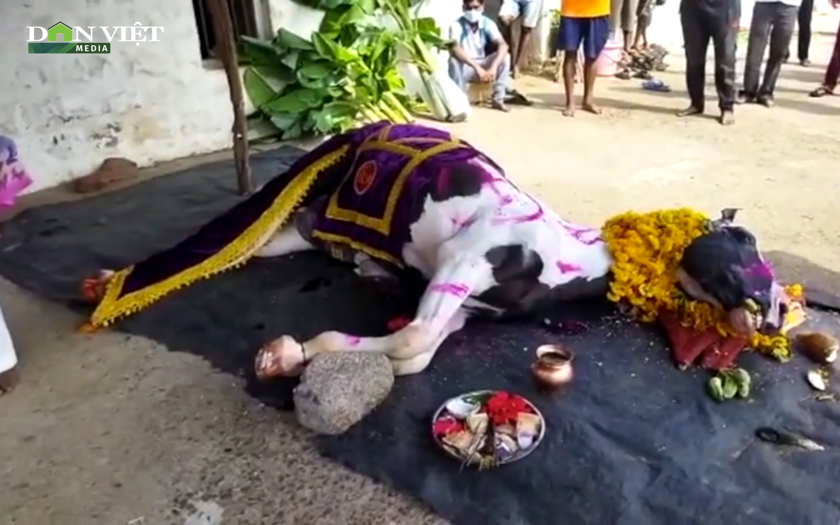 Ấn Độ: Hàng trăm người phá lệnh phong tỏa để dự đám tang "ngựa thần"