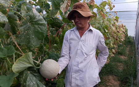 Quyết tâm chặt bỏ hàng trăm cây cam, chuyển hướng trồng dưa lưới, ông nông dân Hà Tĩnh trúng quả đậm