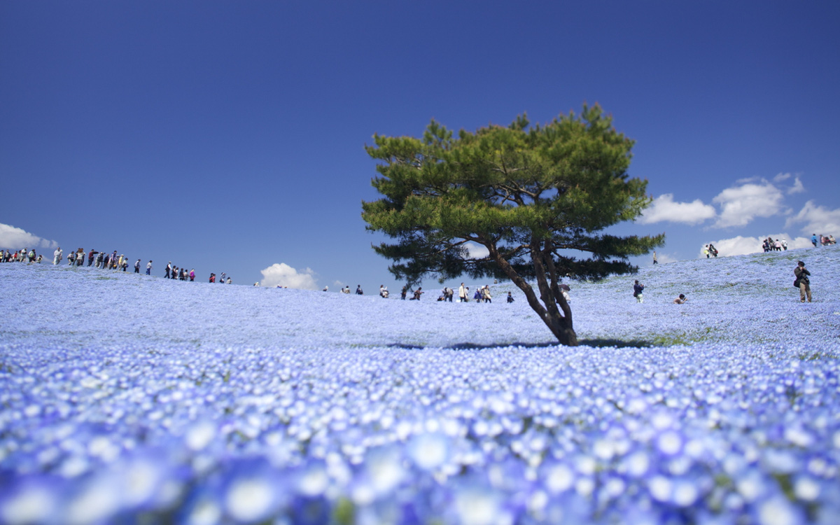 Lạc vào công viên rộng 200 ha, nơi được mệnh danh là "thiên đường hoa" của Nhật Bản