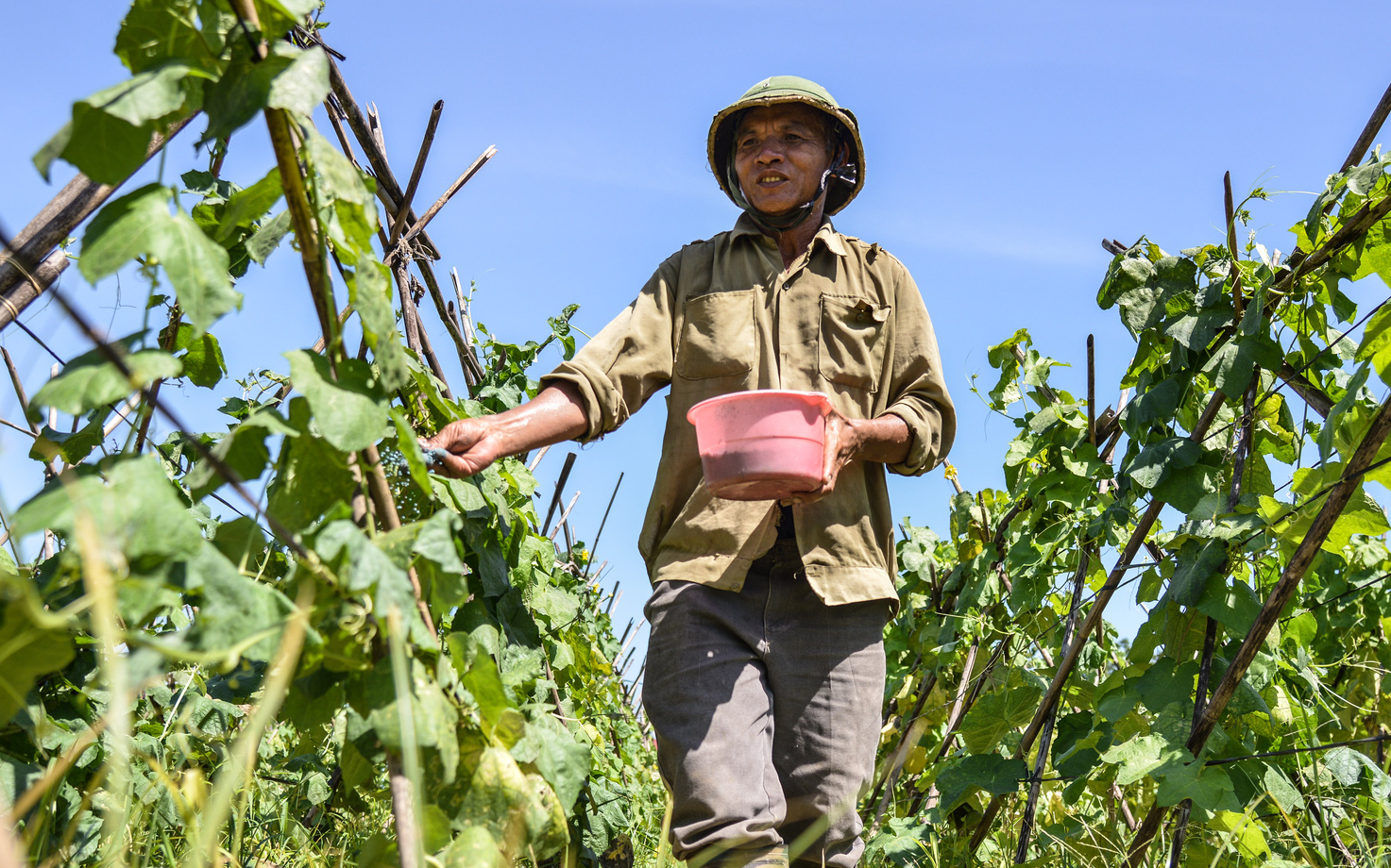 Nông dân ngoại thành Hà Nội "đội nắng" hơn 40 độ C thu hoạch nông sản và cải tạo đất