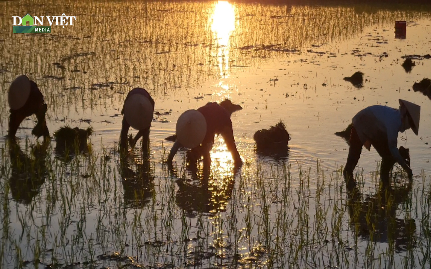Nắng nóng "cua ngoi lên bờ", nông dân Hà Nội tìm cách chạy nắng, cấy lúa