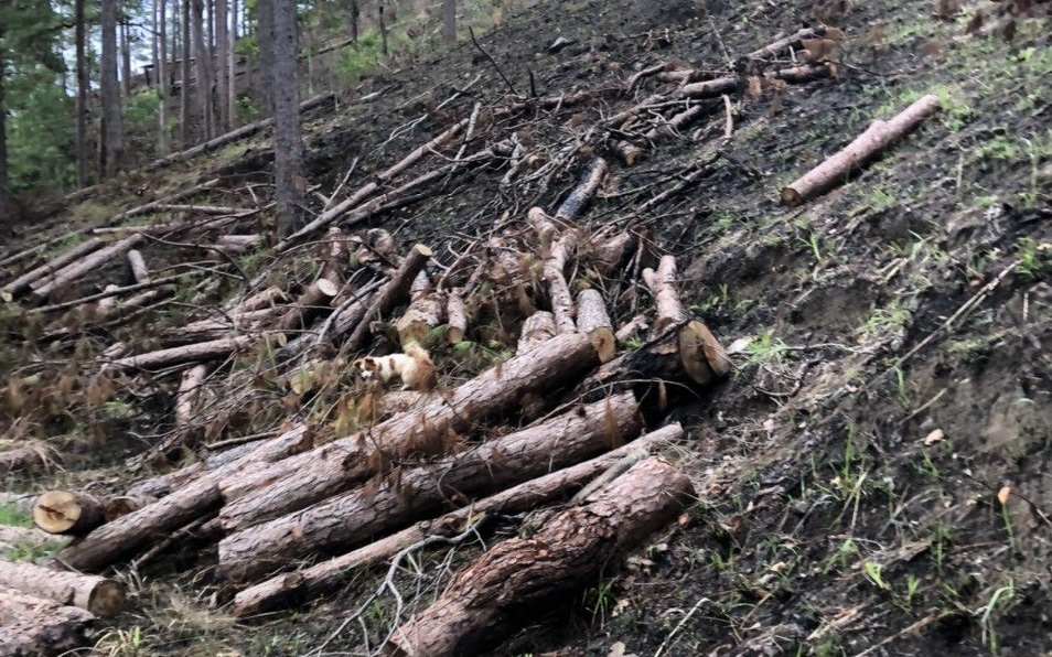 Vụ hàng chục cây thông 3 lá nhiều năm tuổi bị cưa hạ, cắt khúc: Tỉnh Lâm Đồng chỉ đạo khẩn trương điều tra
