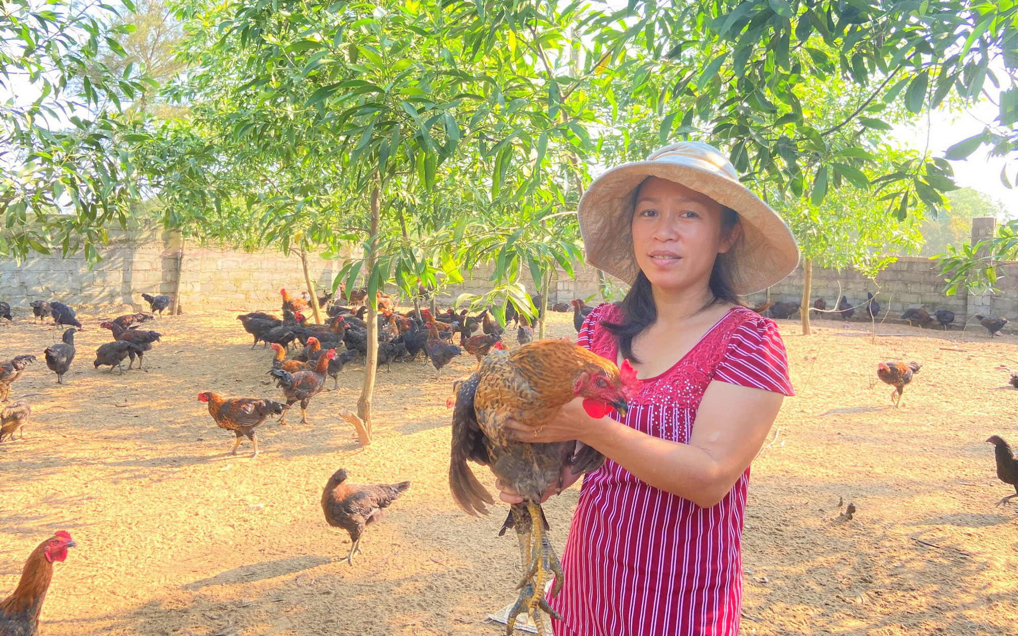 Giá gà tăng cao, tín hiệu vui cho nông dân Hà Tĩnh