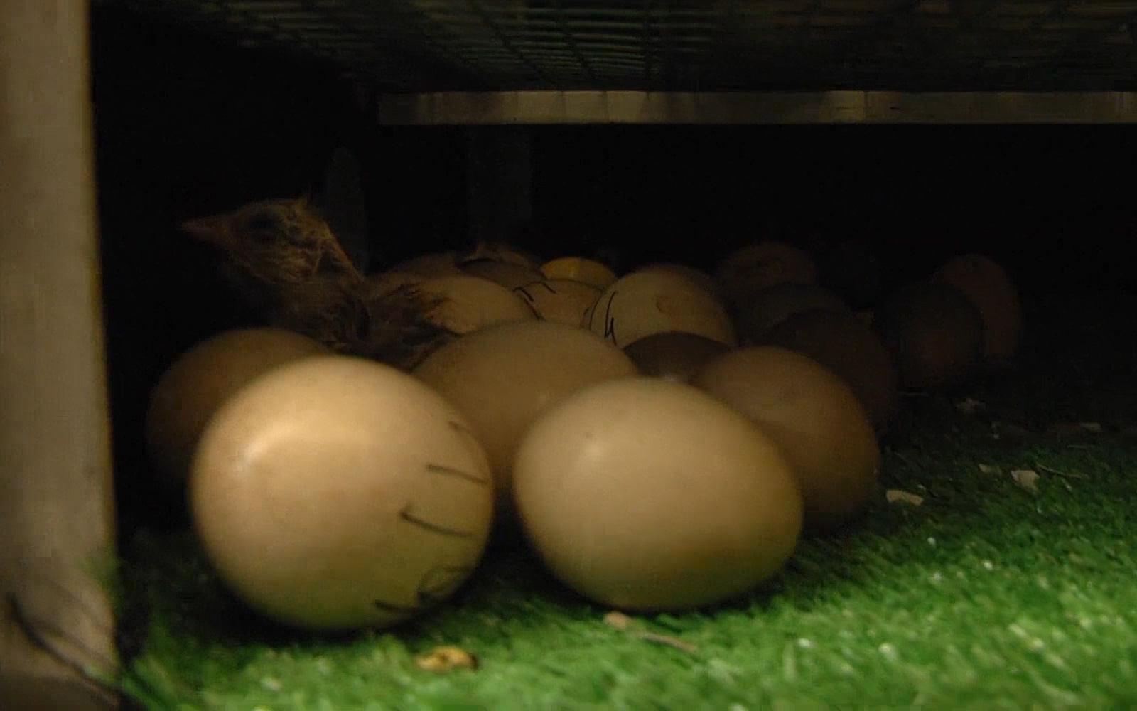 Sóc Trăng: Hỗ trợ nông dân thực hiện mô hình nuôi chim trĩ lấy trứng chất lượng cao