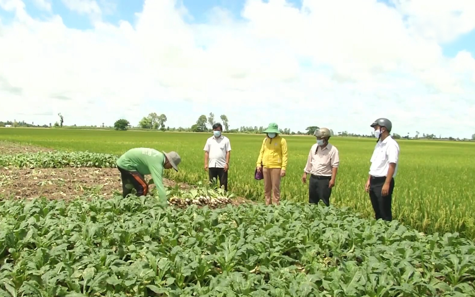 Cần Thơ: Trồng củ cải ven bờ đê, nguồn thu nhập đáng kể của nông dân vùng ven Vĩnh Thạnh