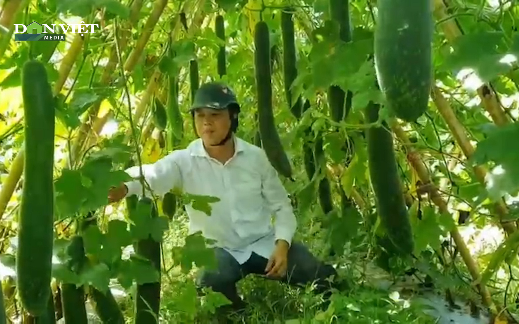Nghệ An: Ruộng hoang được Hội nông dân nhận canh tác, trở thành "tấc đất tấc vàng"