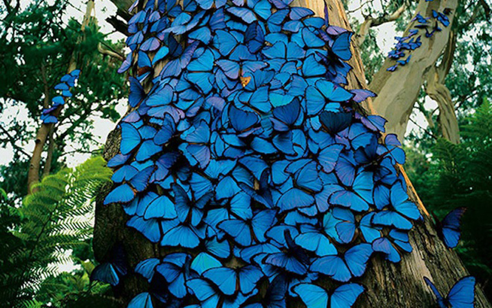 Những bức ảnh về loài bướm xanh to bằng bàn tay, được mệnh danh là "sinh vật quyến rũ"