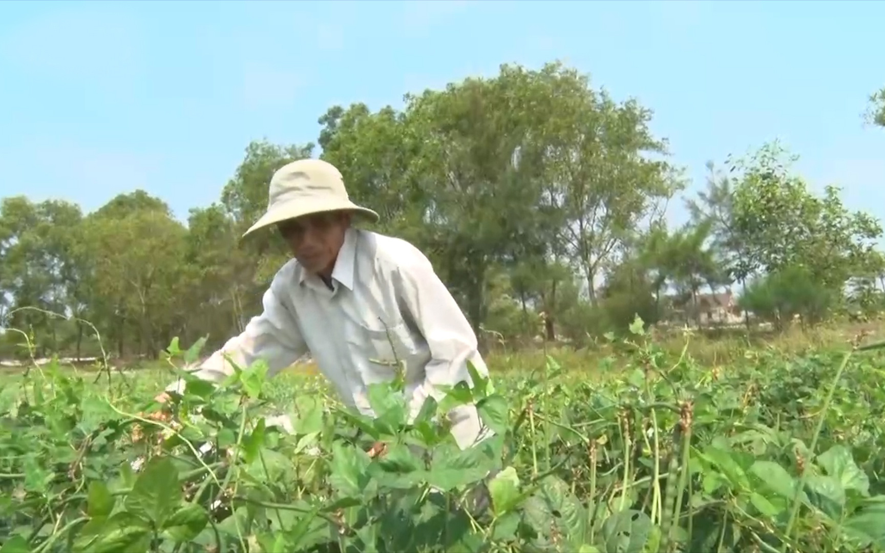 Quảng Trị: Lão nông trồng loại đậu đen thích ứng với đất bạc màu ven biển cho thu nhập đáng kể