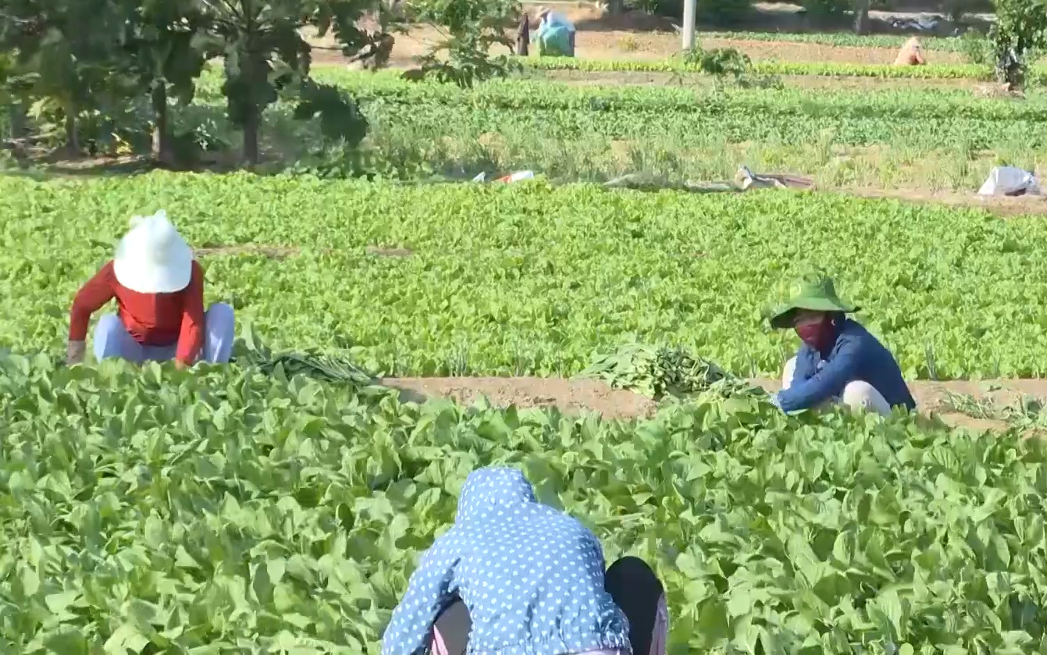 Quảng Ngãi: Hỗ trợ bà con nông dân tiêu thụ nông sản qua bán online
