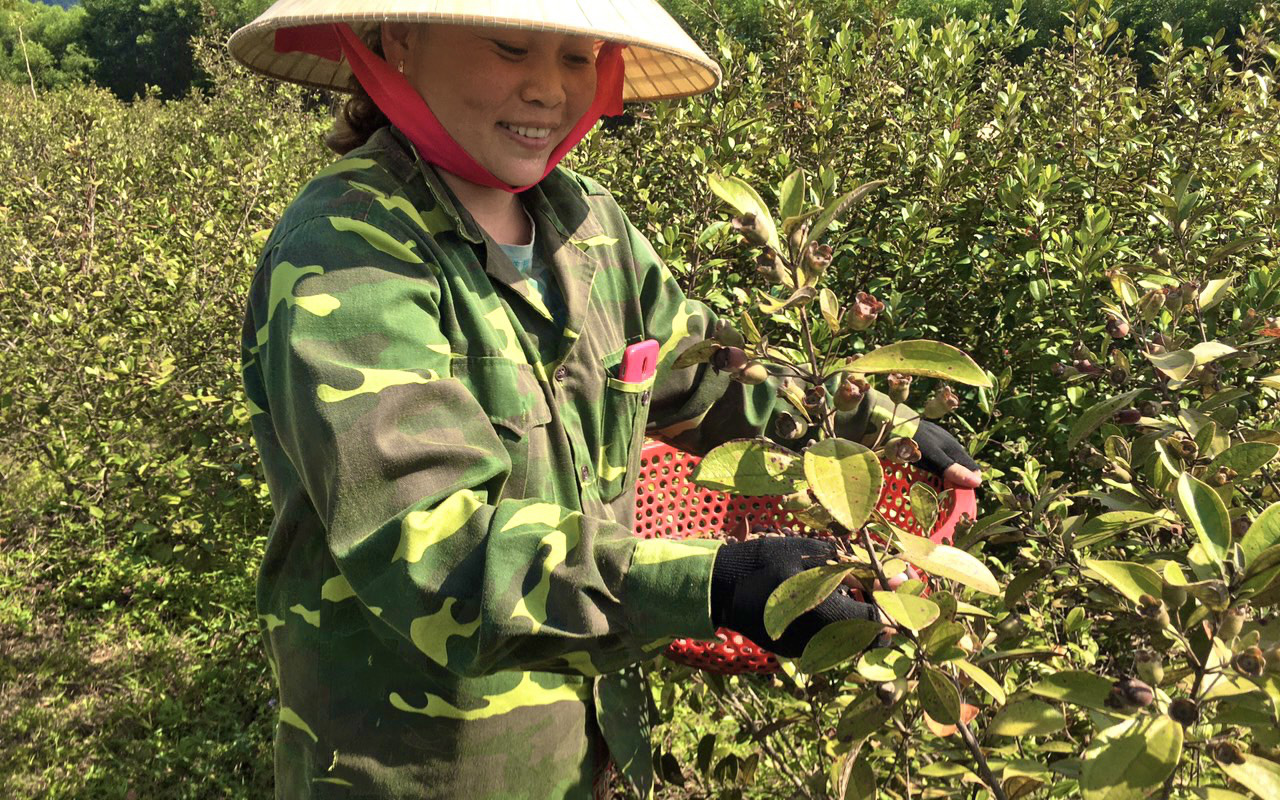 Video: Nông dân Quảng Bình "thuần dưỡng" cây sim hoang, nhẹ nhàng đút túi cả triệu đồng/ngày 