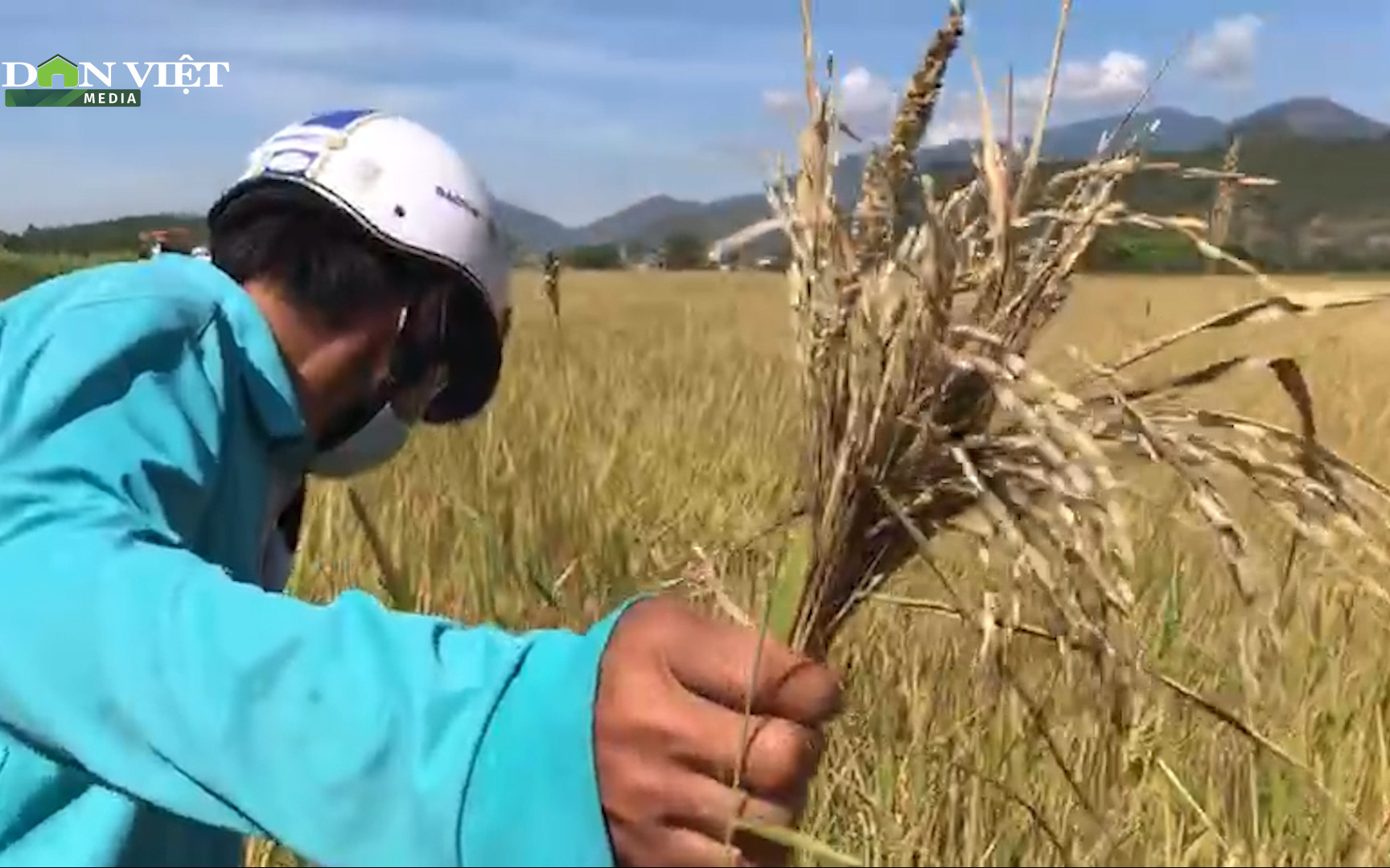 Khánh Hòa: Năng suất lúa giảm, nông dân kém vui