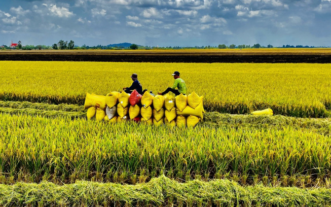 Kiên Giang: Hướng đến xây dựng thương hiệu lúa mùa Gò Quao