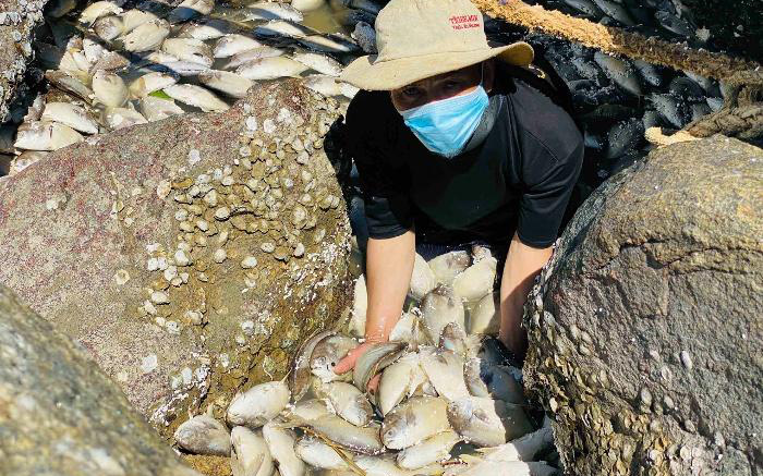 Quảng Ngãi: Người nuôi cá lồng bè, nuôi tôm "mất trắng" sau bão số 5