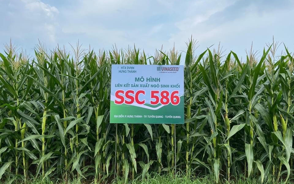 Giống ngô sinh khối SSC 586 có gì đặc biệt mà nông dân Tuyên Quang quyết mở rộng diện tích