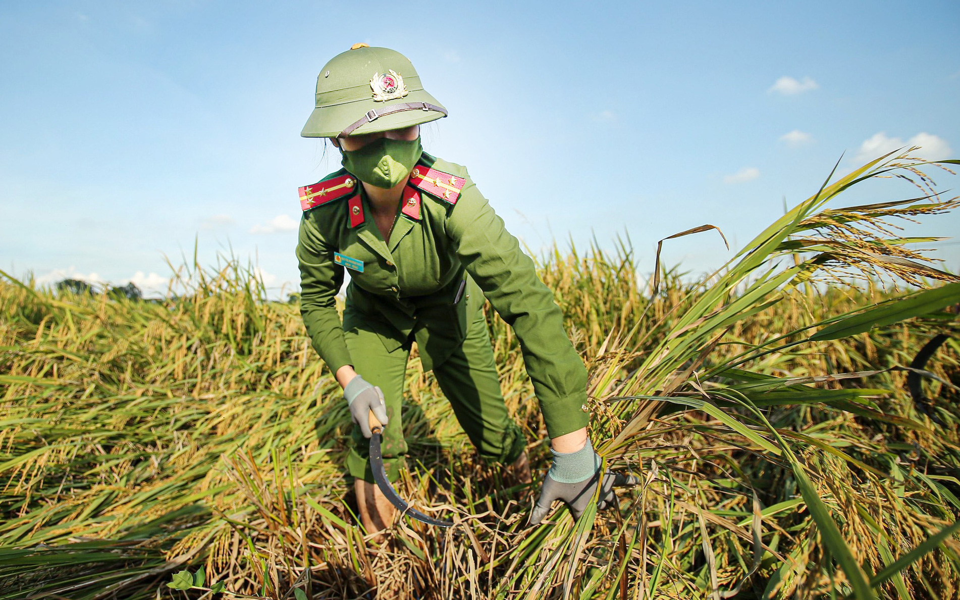Bà Rịa - Vũng Tàu: Nông dân "vùng xanh" khôi phục sản xuất, tiêu thụ nông sản