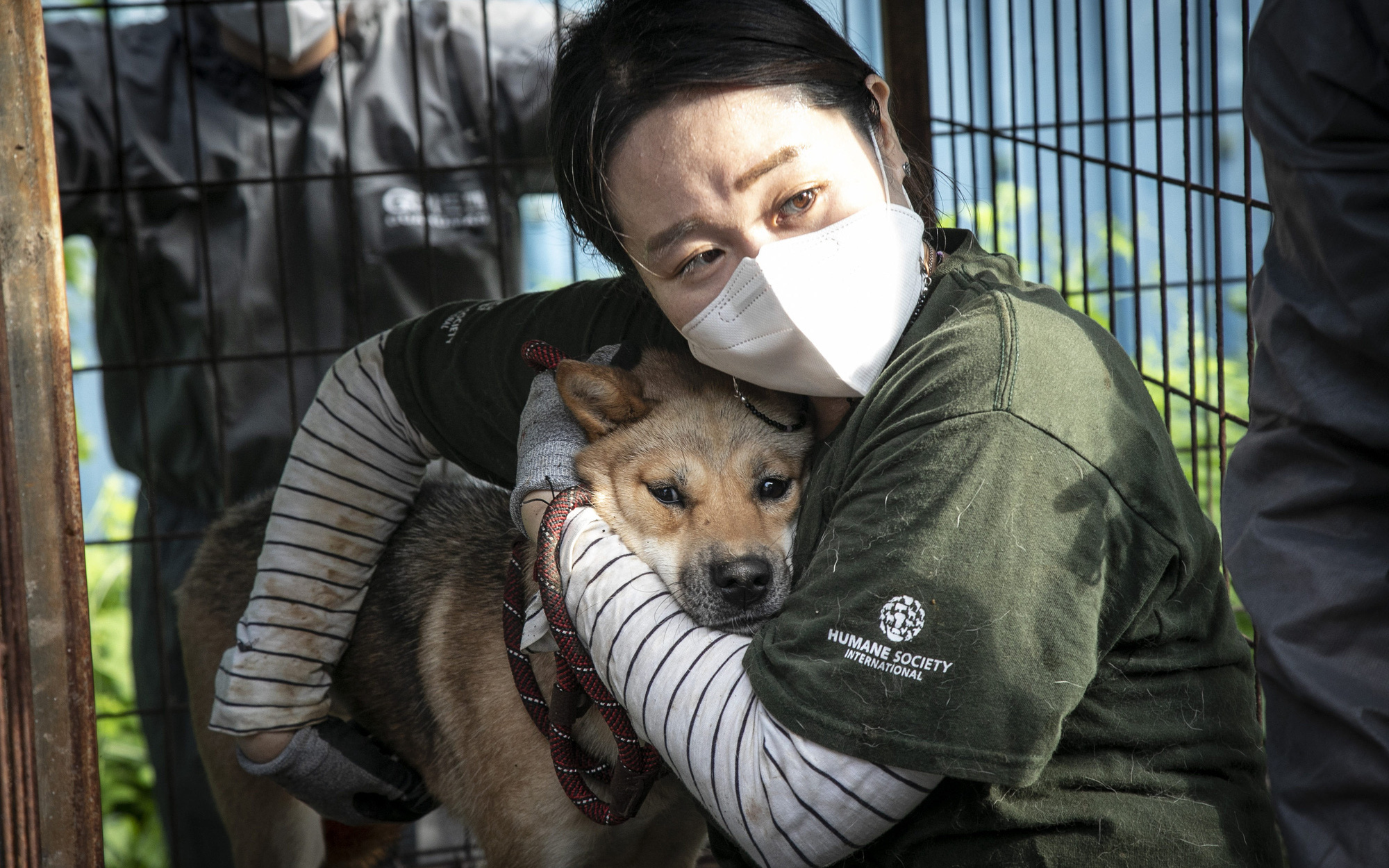 Cuộc giải cứu 65 chú chó Jindo, giống chó được cho là "quốc khuyển" của Hàn Quốc khỏi lò mổ