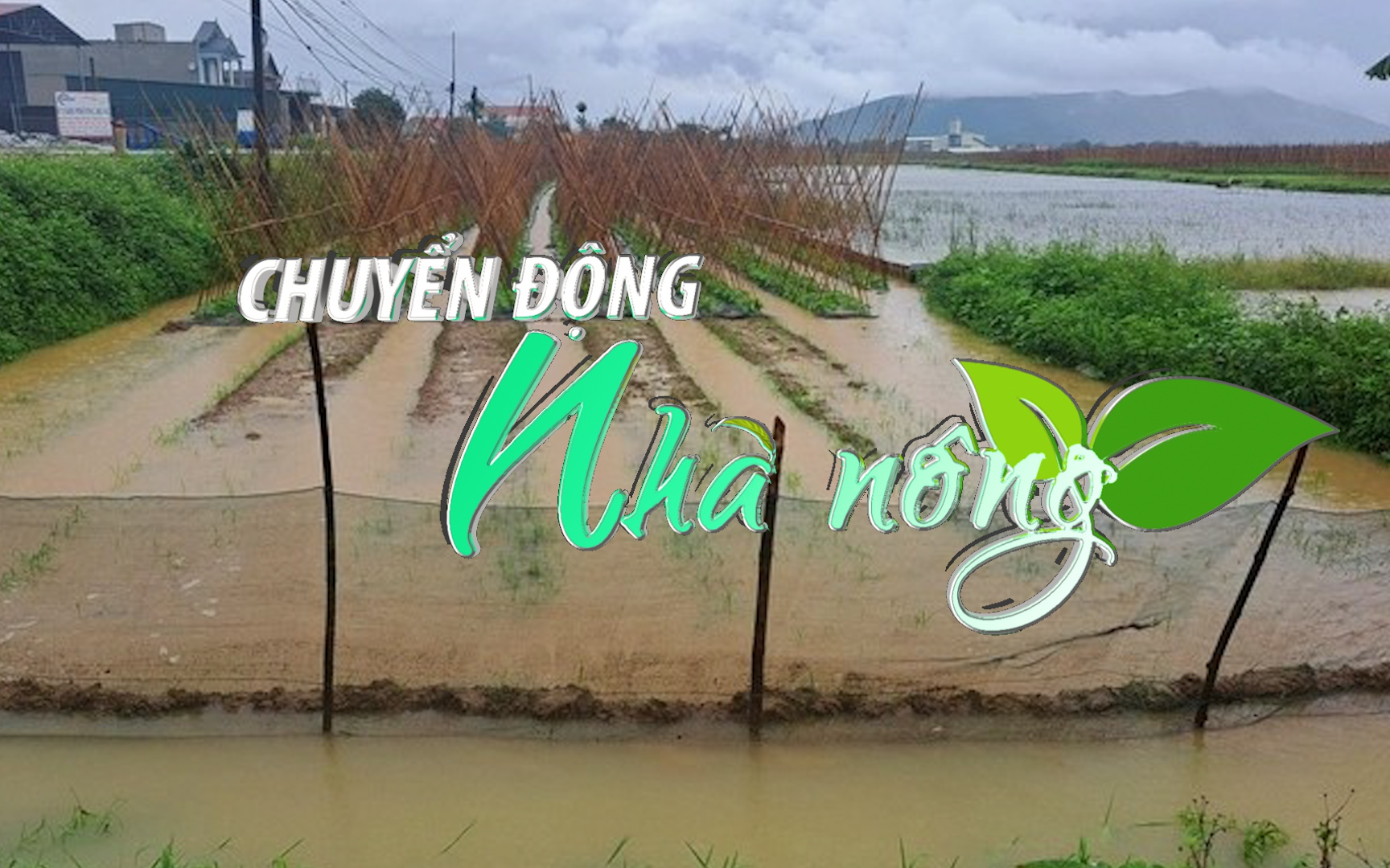 Chuyển động Nhà nông 01/10: Nhiều hộ bị cô lập, nông dân Thanh Hoá hối hả "cứu" lúa