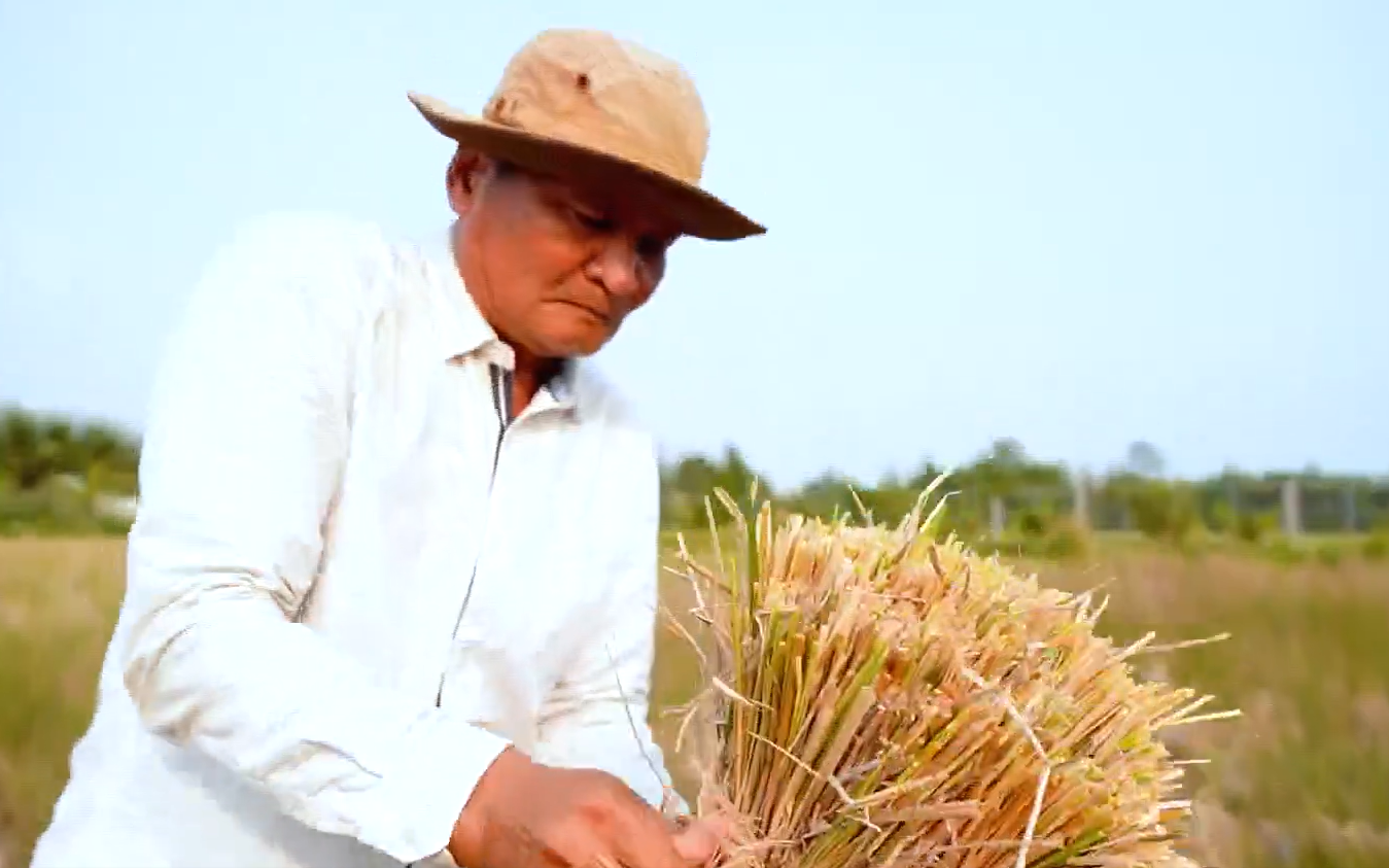 Gặp ông Tư "lúa mùa", người phục dựng sản xuất lúa mùa vùng châu thổ sông Cửu Long