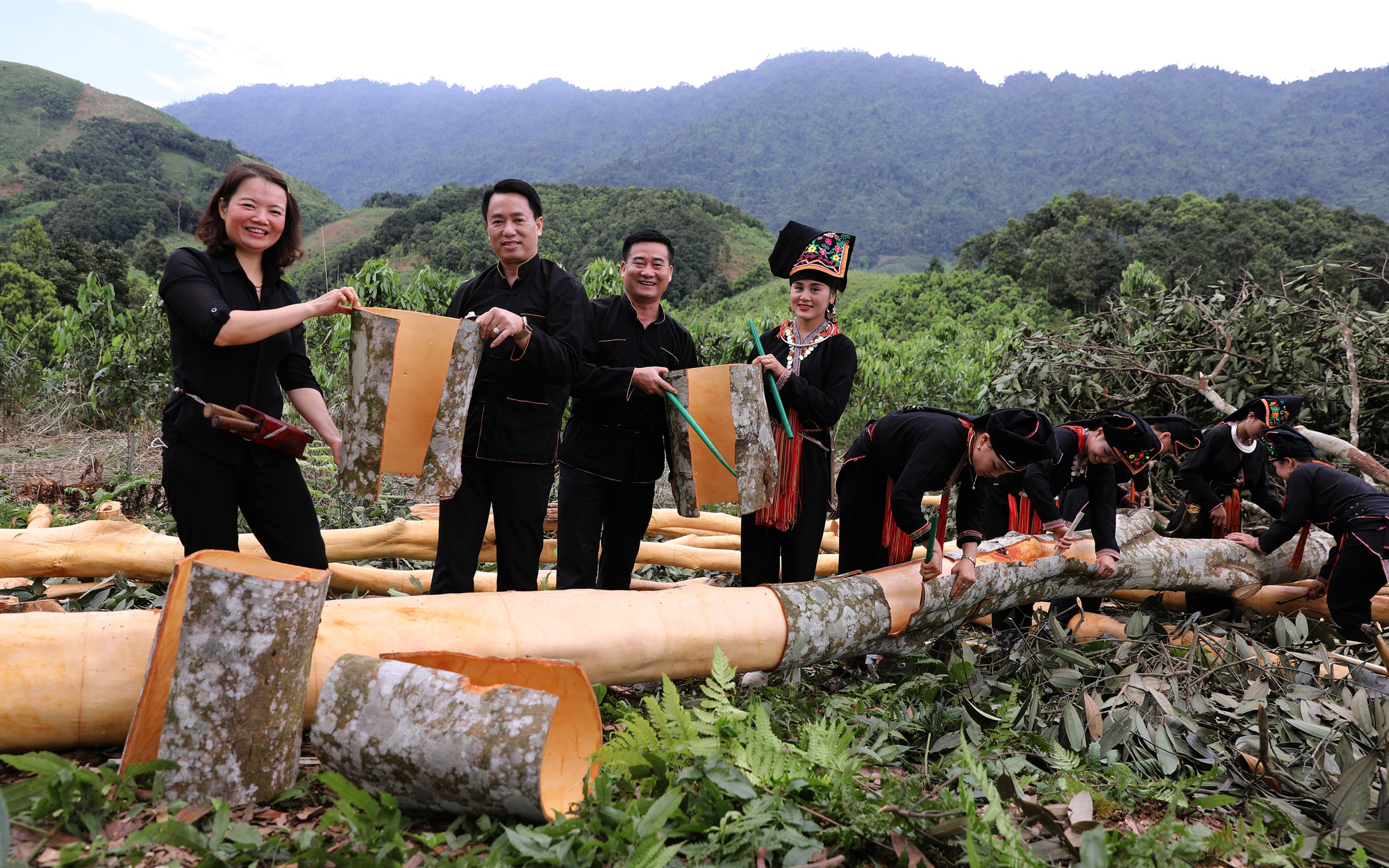 Yên Bái: Cây "vàng xanh" giúp nông dân Văn Yên thu nghìn tỷ mỗi năm