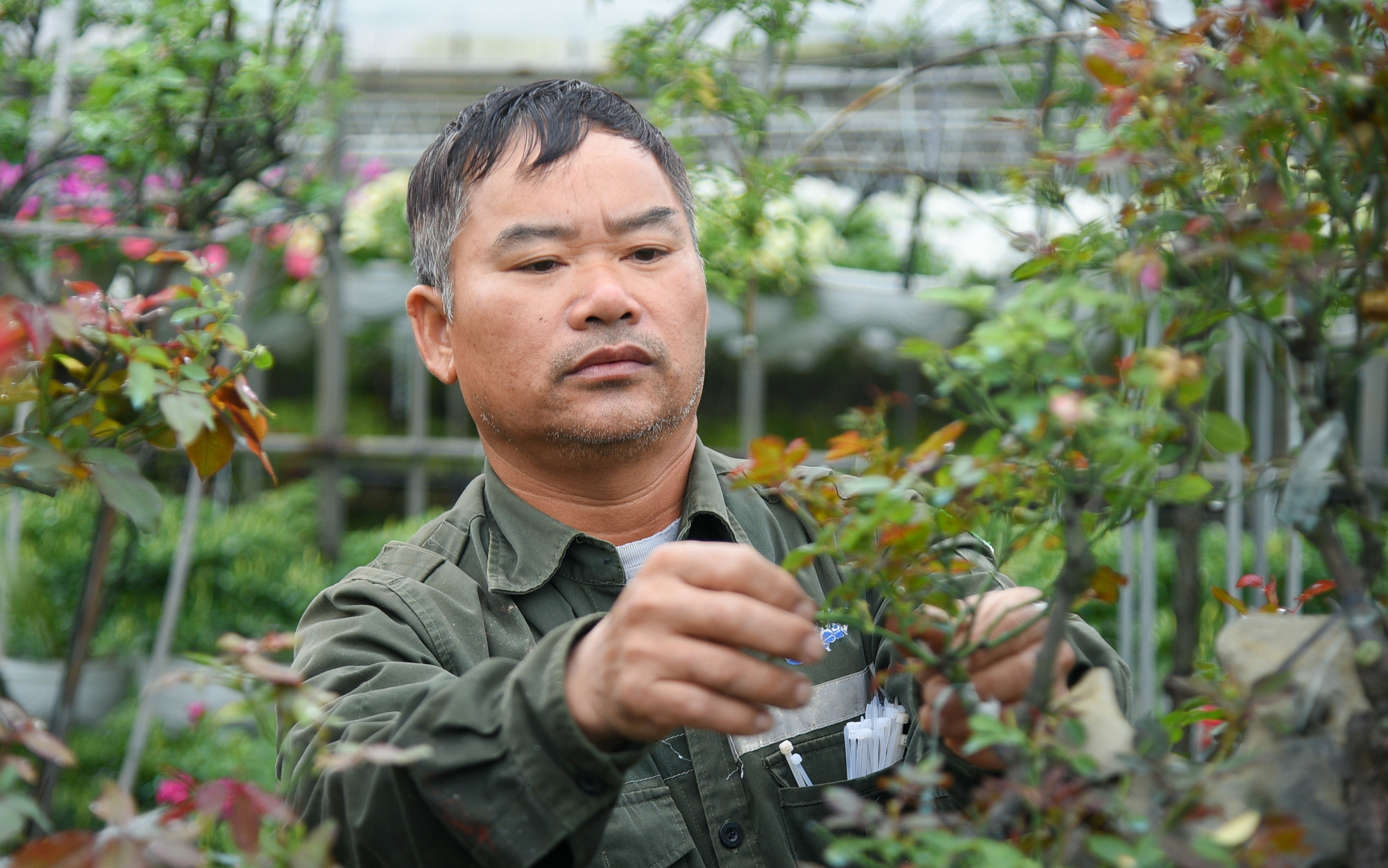 Lão nông trồng hoa hồng bonsai, tạo dáng cực độc lạ thu về hơn 300 triệu đồng/năm