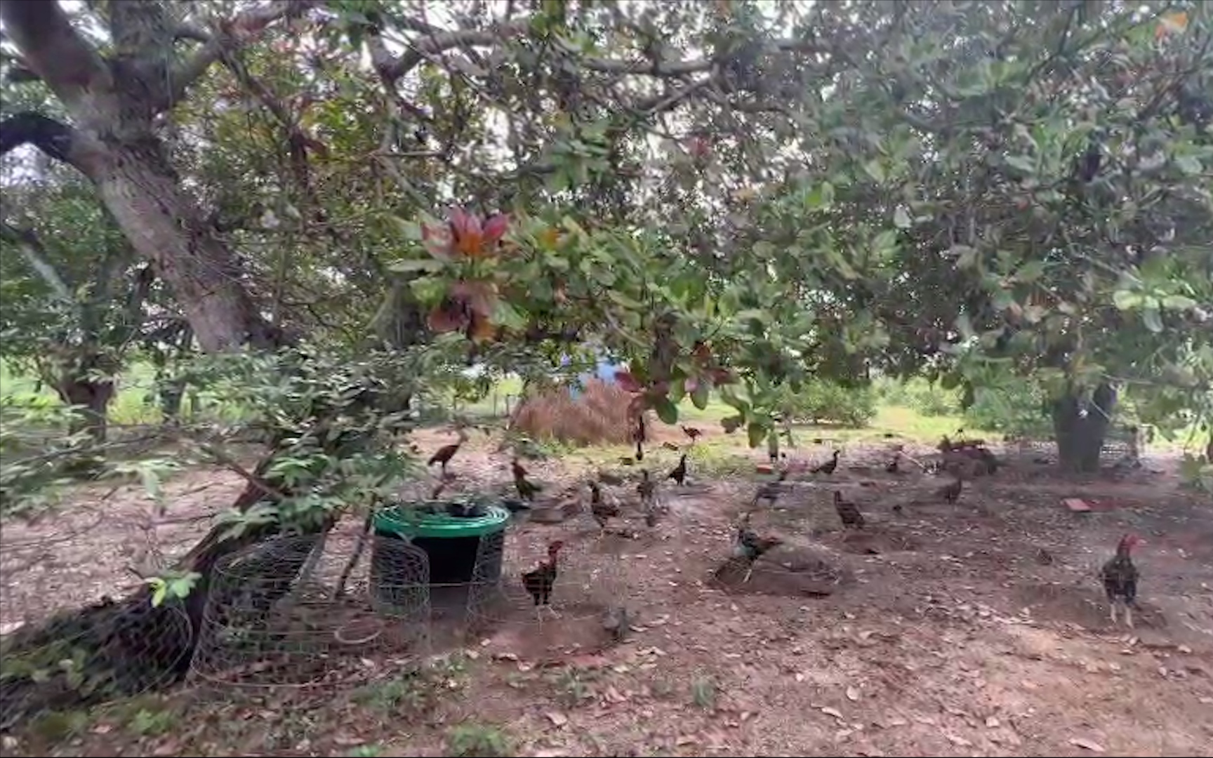 Vườn điều nghìn gốc và bí kíp khiến nơi "khỉ ho cò gáy" sinh lãi trăm triệu của nông dân Bình Định