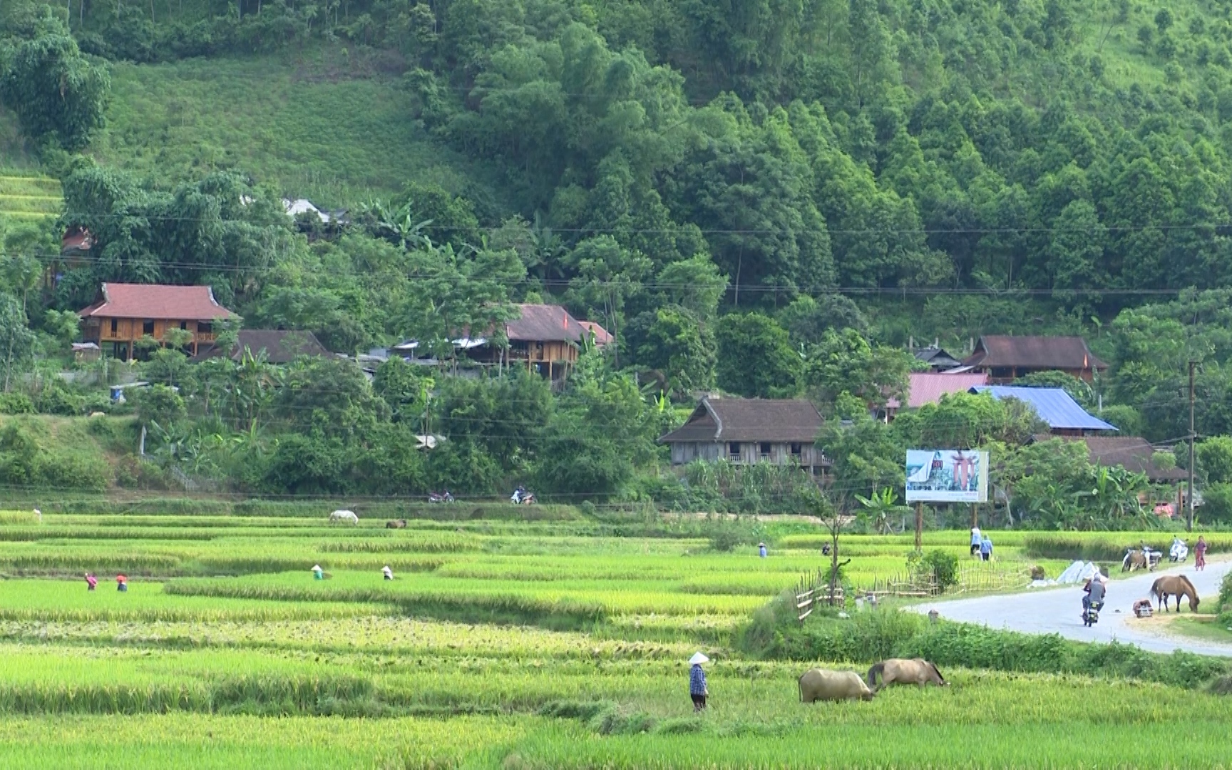 Sơn La: Tích cực chuyển giao khoa học kỹ thuật sản xuất lúa