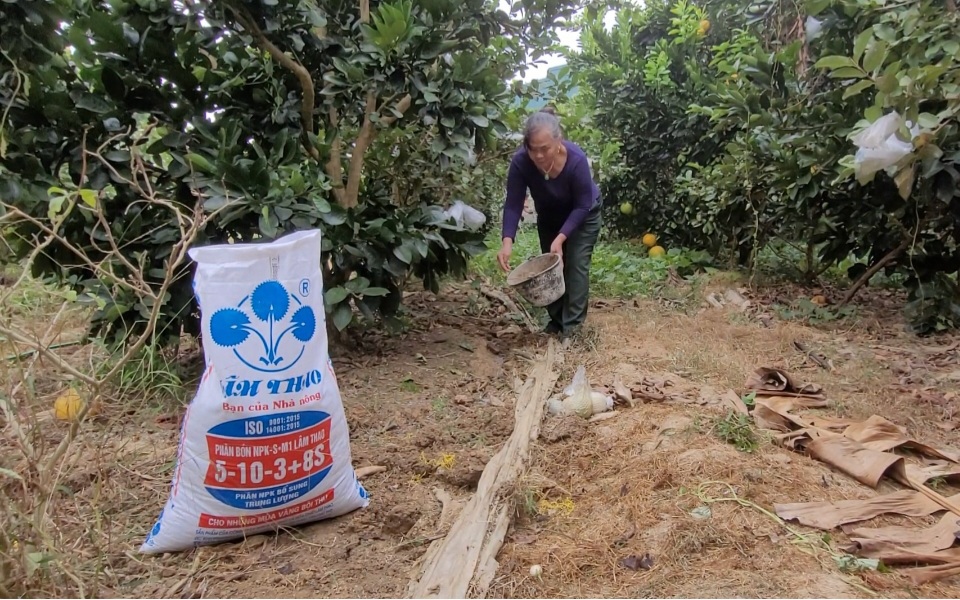 Khám phá cách "cực" độc đáo nông dân Điện Biên chăm sóc bưởi sai trĩu trịt, cây nào cũng vài trăm quả