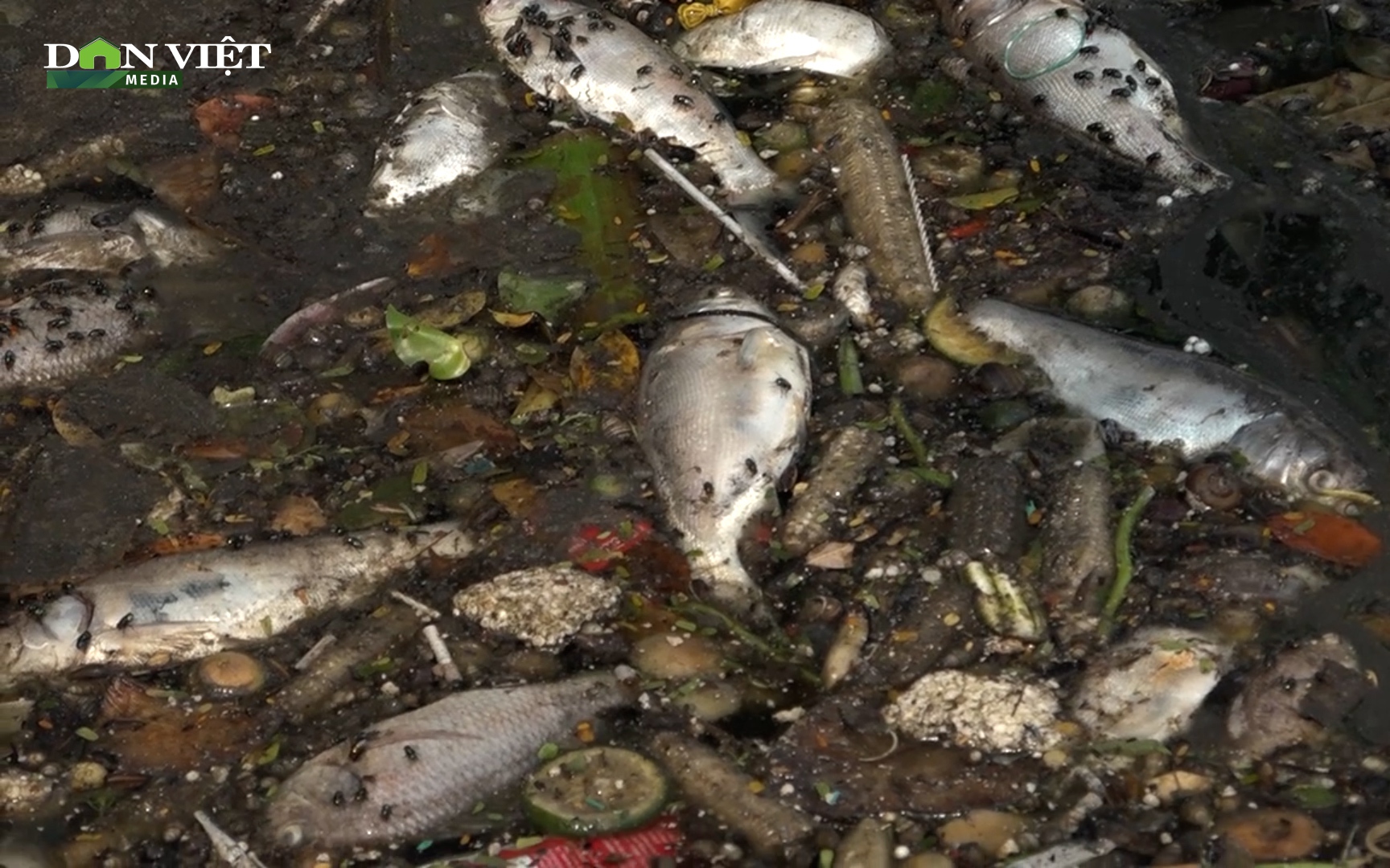 Người dân khổ sở vì mùi cá chết ở Hồ Tây