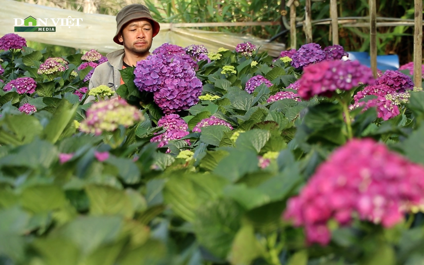 Trồng 3.000m2 hoa cẩm tú cầu tím, mỗi năm anh nông dân Lâm Đồng thu 100 triệu