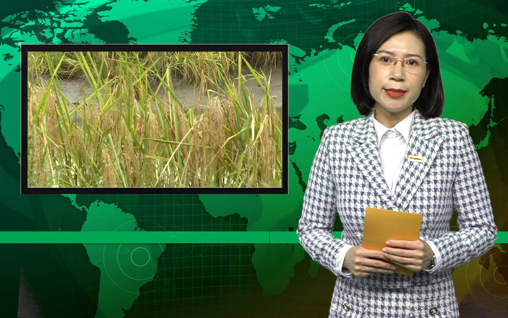 Bản tin Dân Việt Nóng ngày 2/12: Doanh nghiệp thu mua thông tin về hàng nghìn tấn lúa ST24, ST25 tồn đọng 