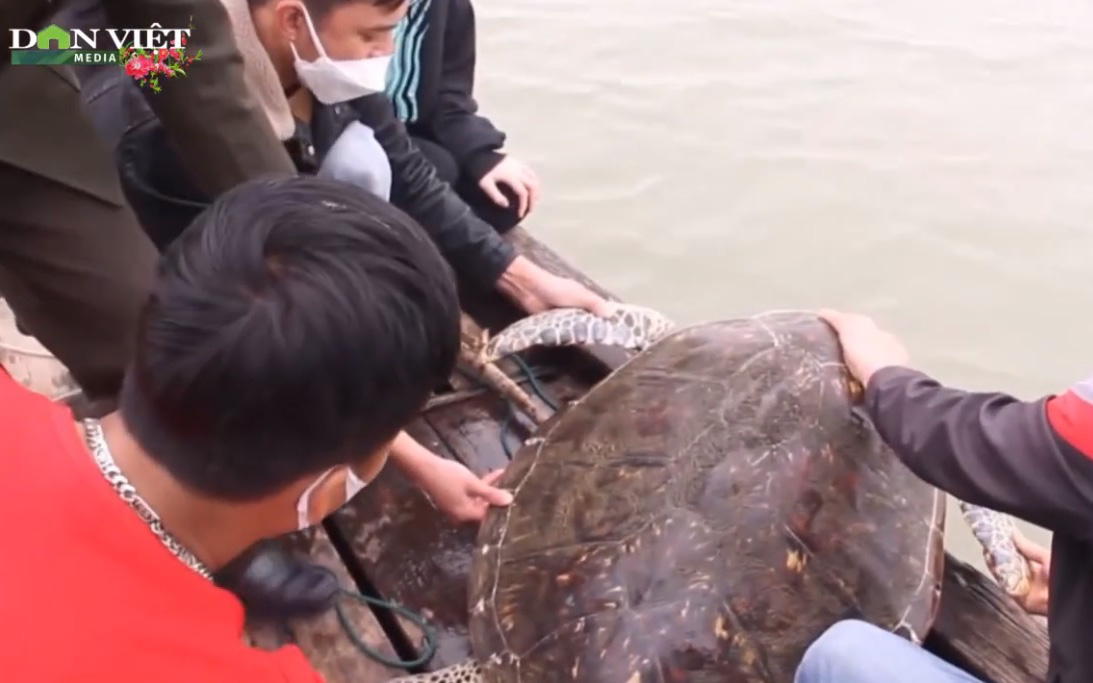 Tận mắt xem người dân thả rùa biển "đi lạc" nặng 50kg về với biển