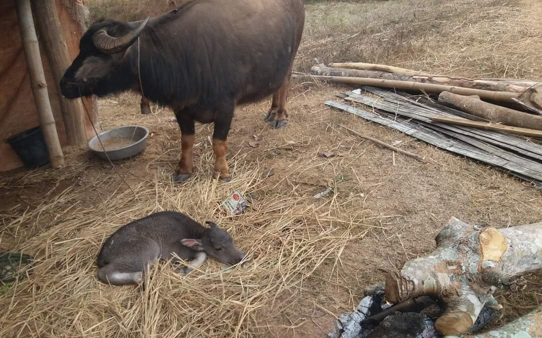 Hơn 400 con gia súc tại Sơn La bị chết rét trong đợt rét đậm rét hại