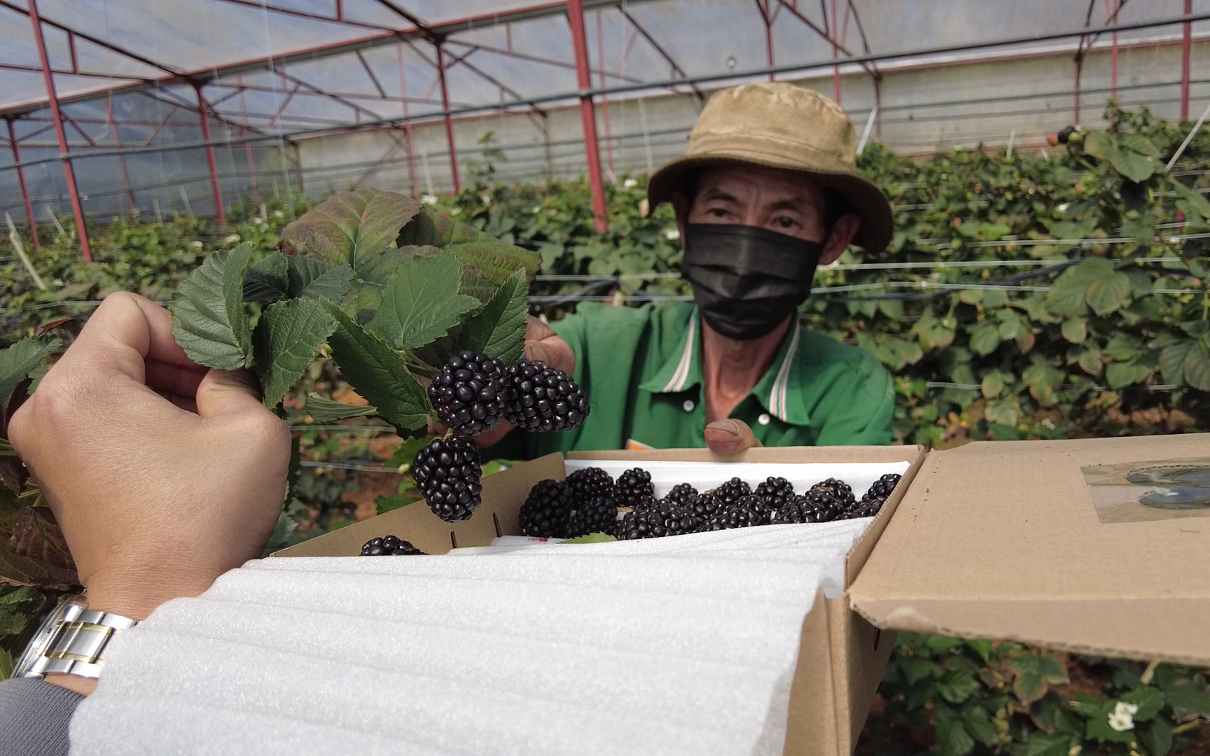 "Quả mâm xôi" mọc đầy ở Việt Nam, lão nông Đà Lạt trồng lại bán với giá gần nửa triệu/kg vẫn đắt hàng