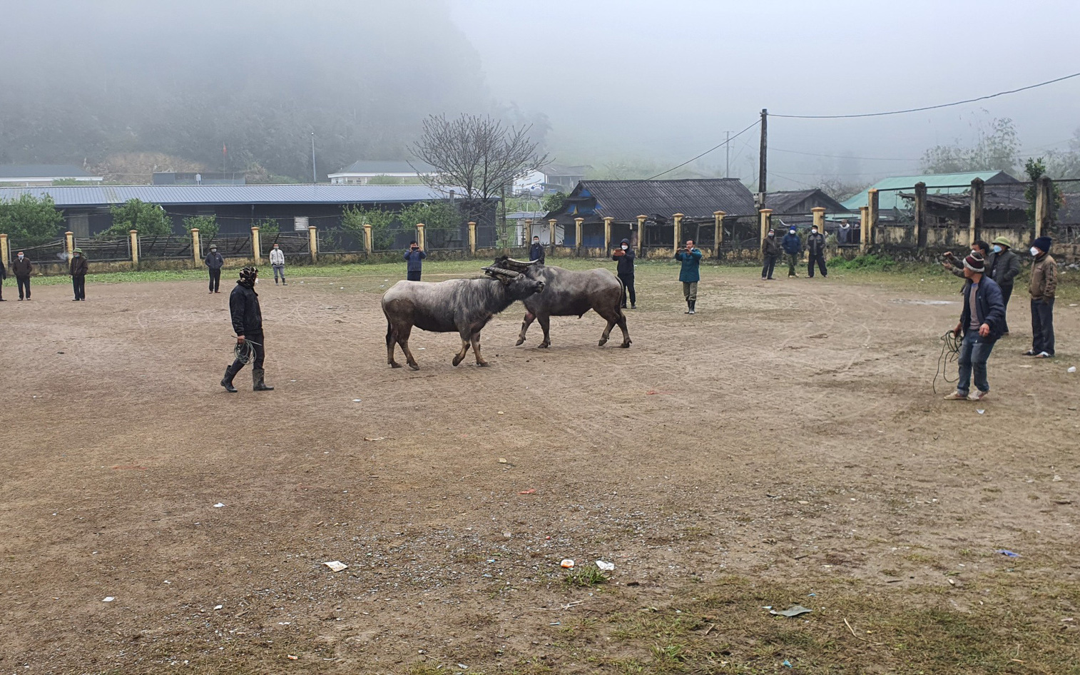 Độc đáo hội chọi trâu, bò ở Mường Lống, Nghệ An