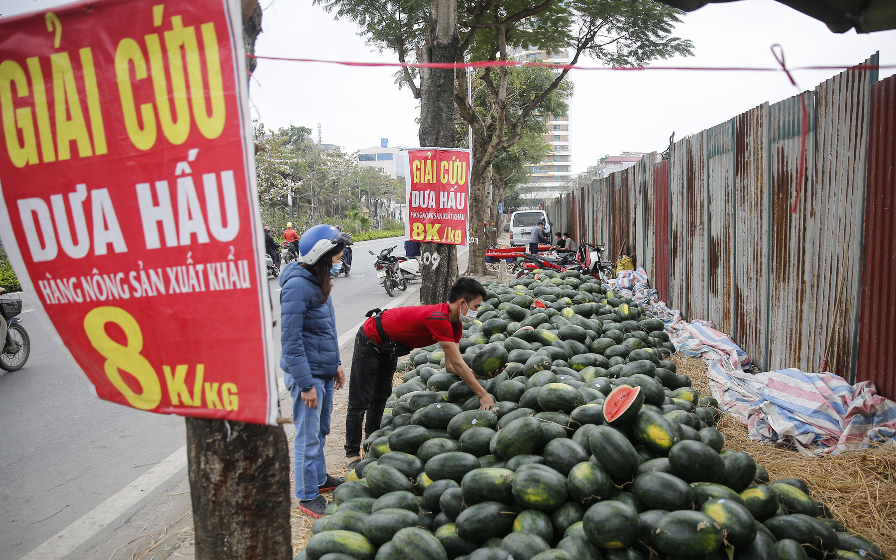 Dưa hấu "giải cứu" bày bán la liệt nhưng ít người mua trên vỉa hè ở Hà Nội