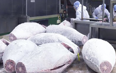 Quy trình nuôi và chế biến cá ngừ vây xanh Nhật Bản