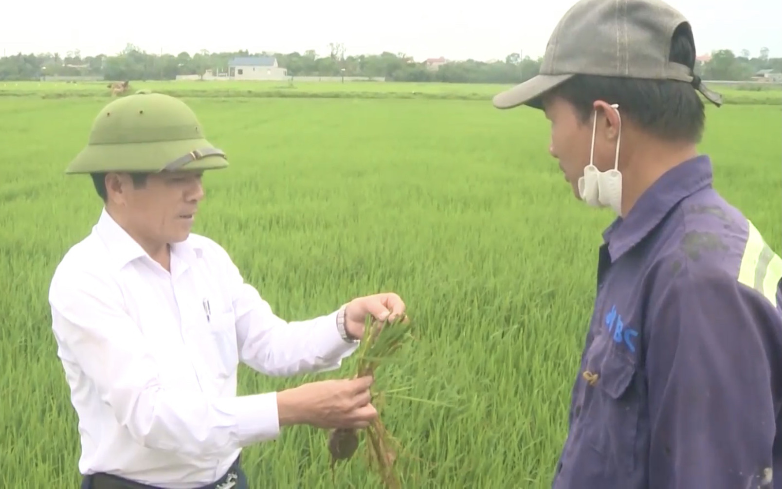Hàng trăm ha lúa nhiễm đạo ôn, ngành nông nghiệp Quảng Bình chỉ cách phòng trừ hiệu quả