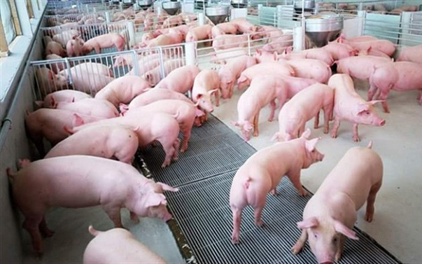 Cả nước có hơn 20.000 cơ sở, trang trại chăn nuôi lợn quy mô hơn 10 con