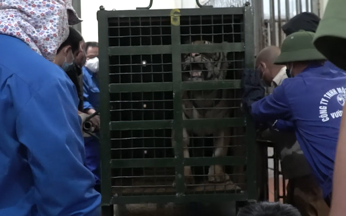 Cận cảnh quá trình chuyển giao 8 cá thể hổ được giải cứu ở Nghệ An về Vườn thú Hà Nội