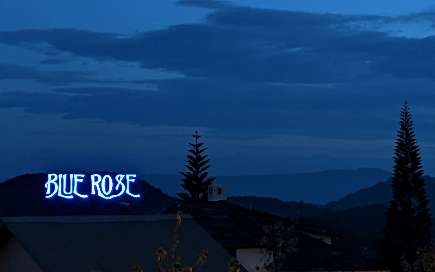 Blue Rose, bông hồng xanh mang khoảng lặng ở xứ mộng mơ
