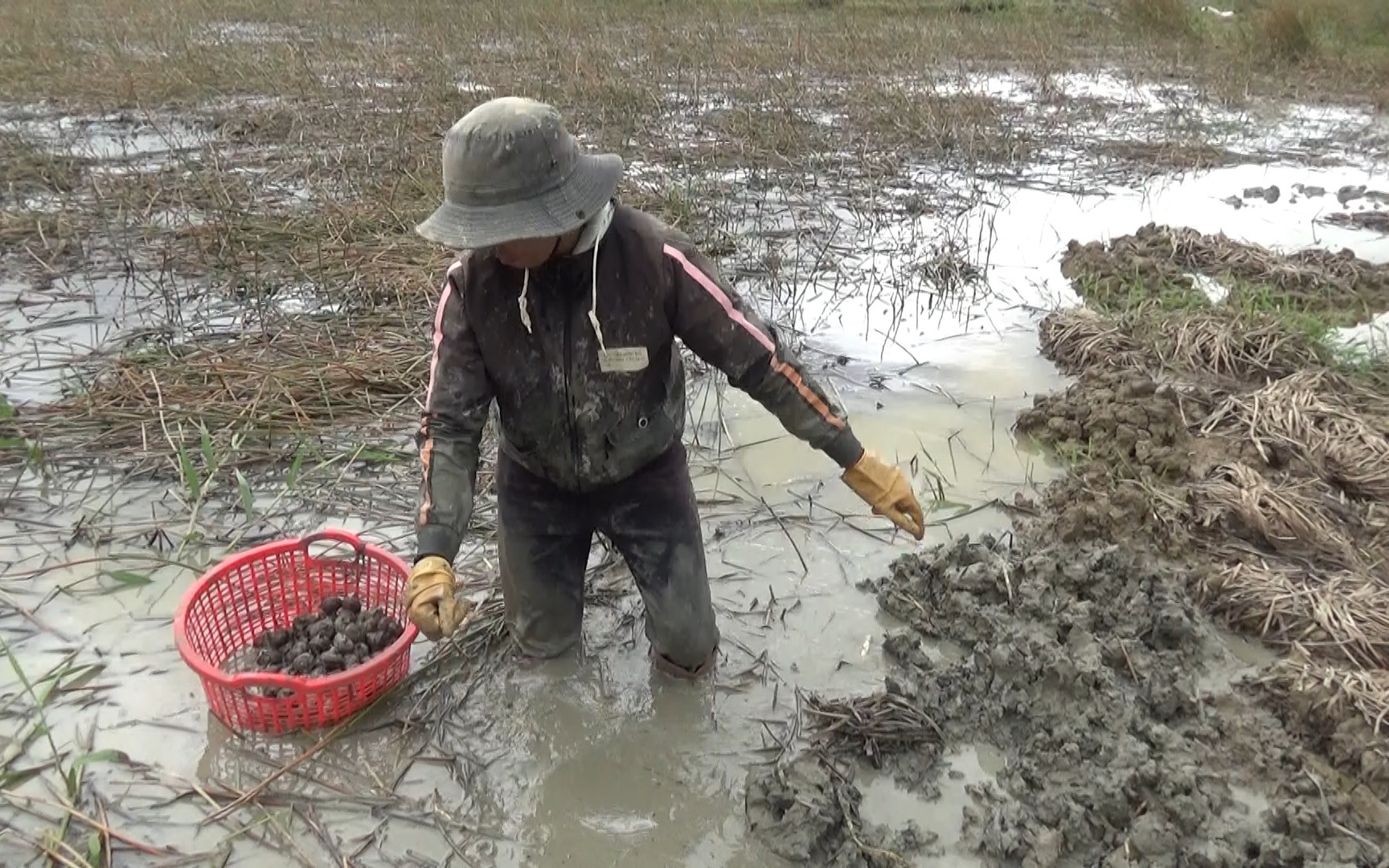 Lâm Đồng: Trồng củ năng hiệu quả gấp 4 lần lúa, nông dân huyện Đơn Dương thoát nghèo
