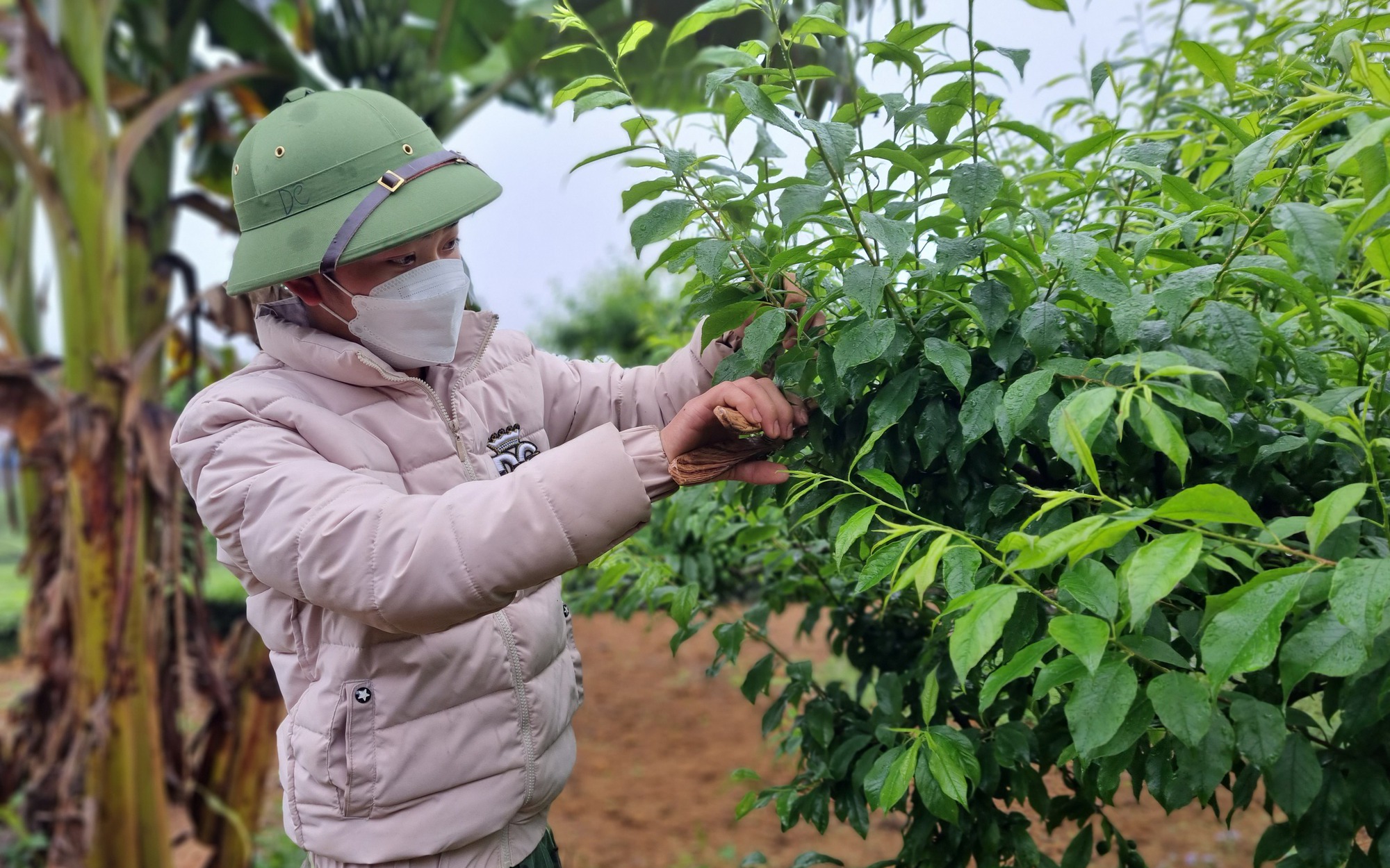 Nông dân Vân Hồ thu trăm triệu mỗi năm nhờ vay Quỹ Hỗ trợ nông dân thâm canh cây mận