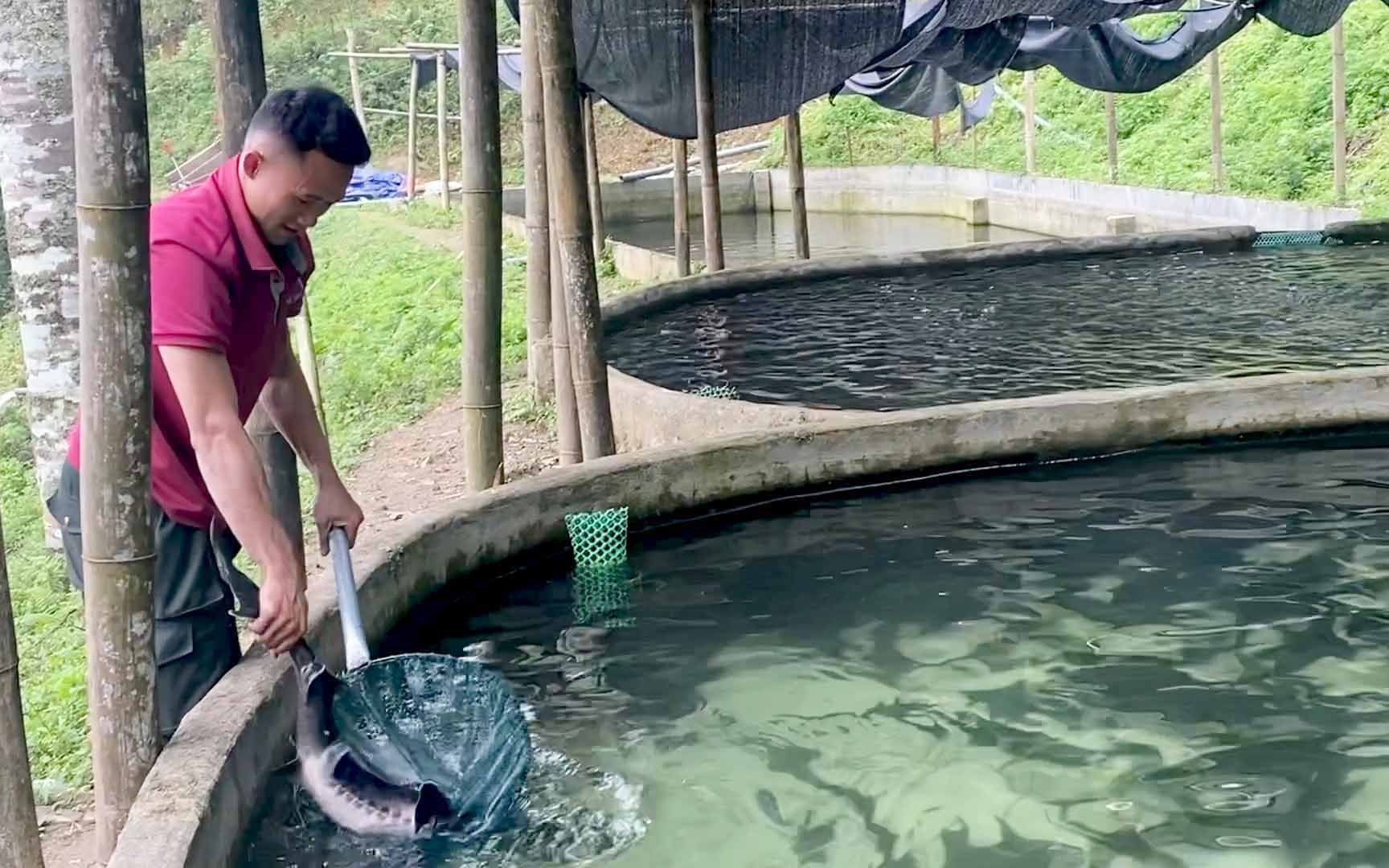 Video: Lên non cao Bắc Kạn mục sở thị trại cá tầm, cá hồi của chàng trai người Dao 