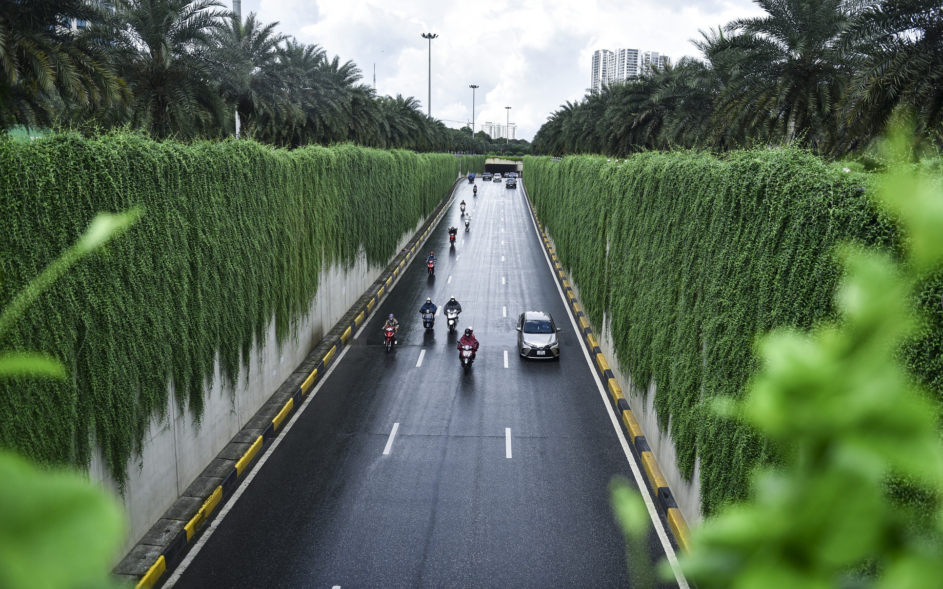 Loài cây từ Ấn Độ dài hàng chục mét, tạo nên "bức tường xanh" hiếm có ở Hà Nội
