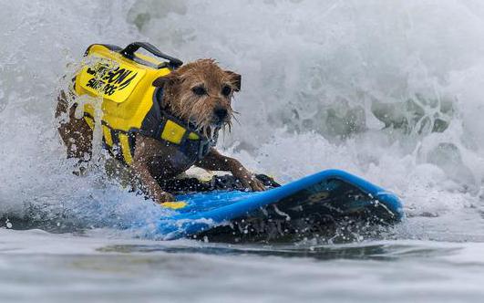Hình ảnh thú vị về những chú chó lướt sóng trên bãi biển ở Mỹ