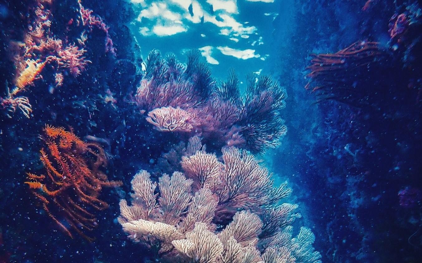 Những rạn san hô tuyệt đẹp dưới đáy biển Việt Nam