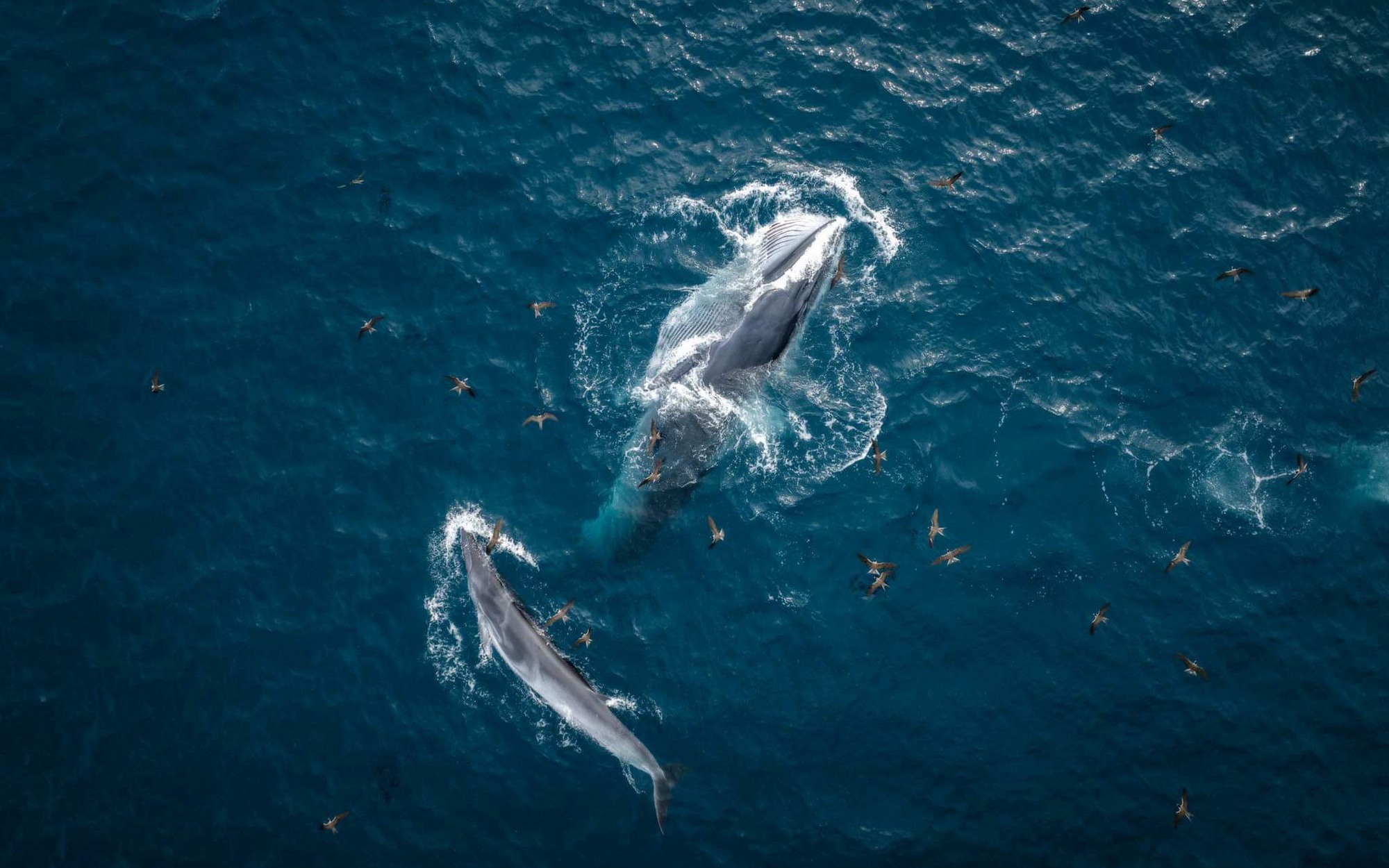 Hai mẹ con cá voi đã quay trở lại biển Bình Định