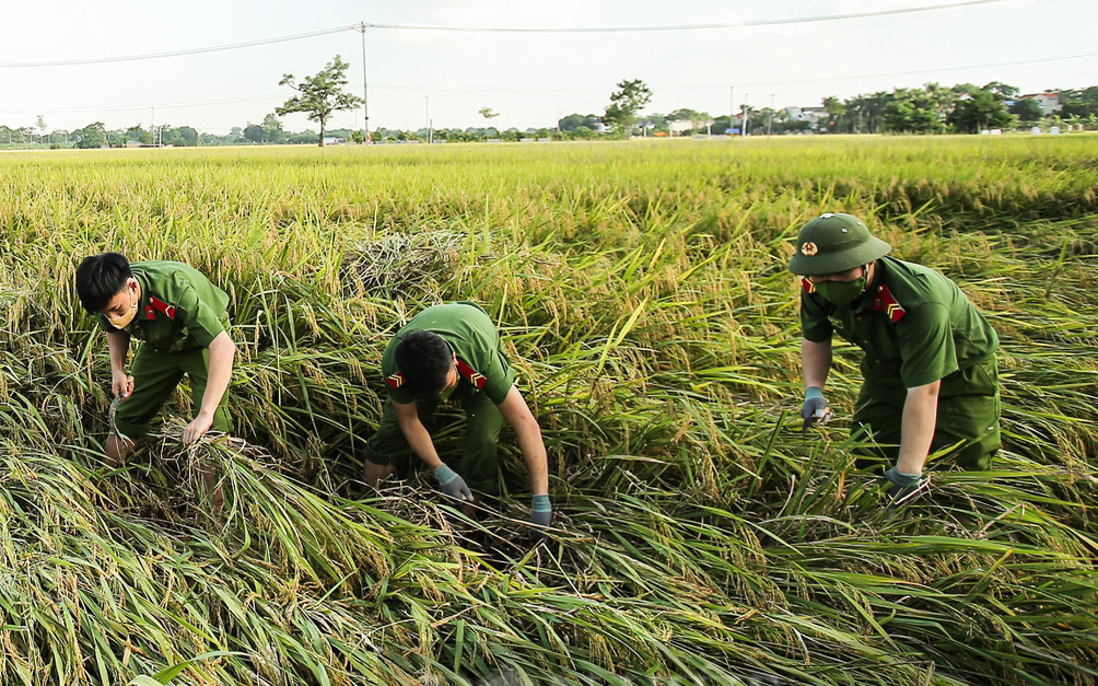 Công an Hà Nội gặt lúa giúp dân, phát đồ ăn cho bệnh nhân nghèo